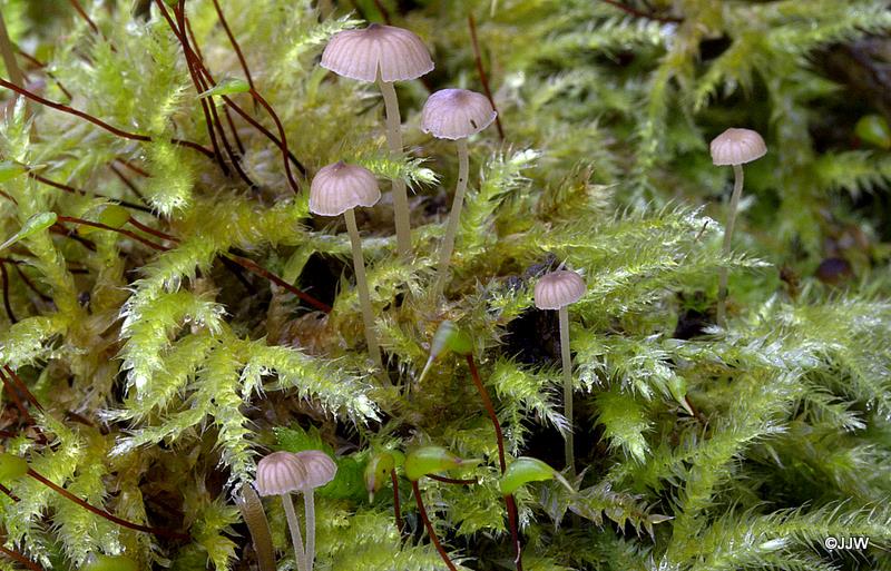 Mycena speirea